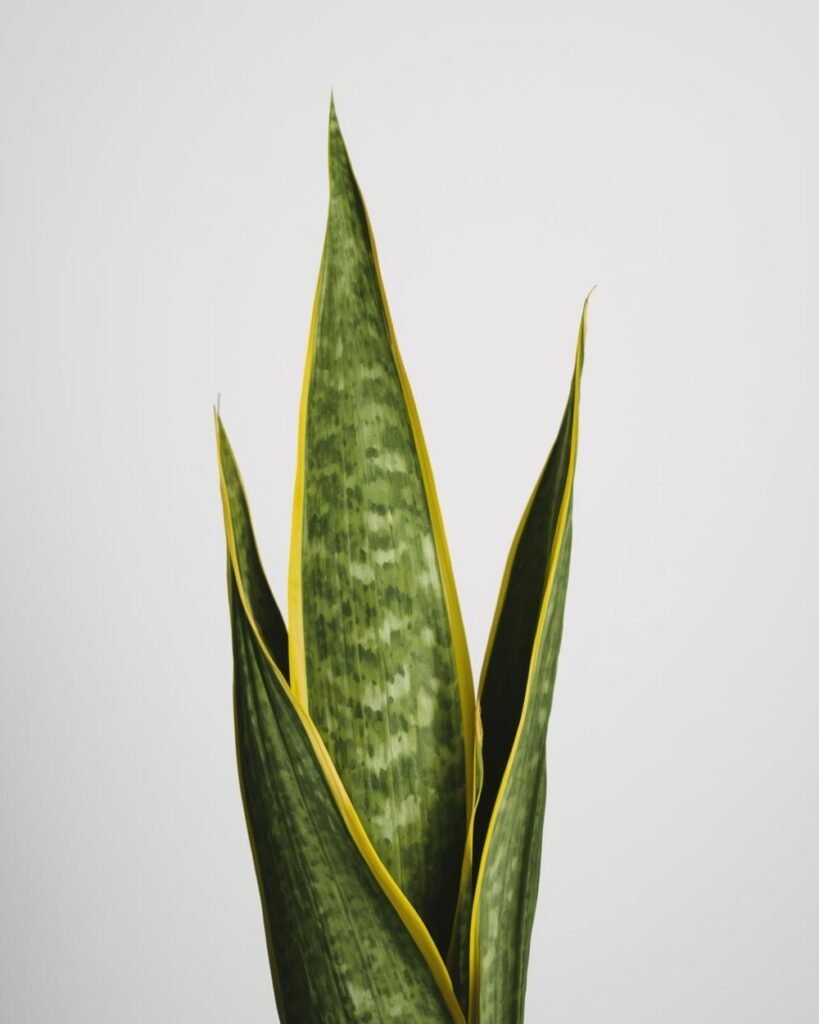 snake plant