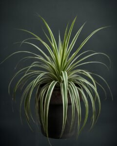 spider plant