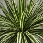 Spider Plant Care: Easy Growing & Propagation Tips
