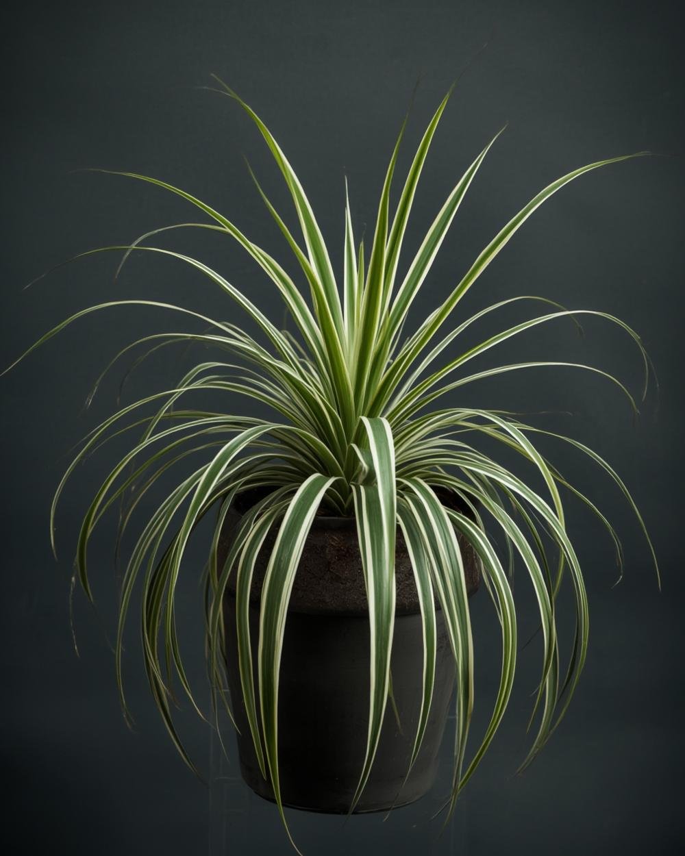 spider plant